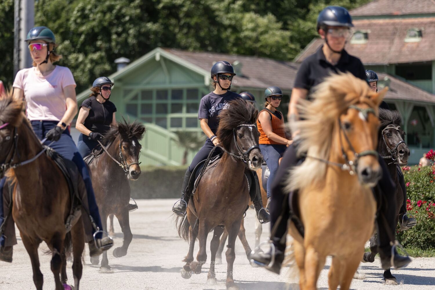 We’re getting ready 😅. Just 6 days to go until the Icelandic horse race 🇮🇸 at the trotting track in Baden as part of the ‘Night of the Horse’! 🐎

Today, we’d like to send a huge thank you to the track management, who have been incredibly flexible in responding to our concerns about the expected high temperatures in Baden: 

The two Icelandic horse races will be 

• moved to the evening and 
• significantly shortened 

We’ll decide the day before whether the race will be just 300 metres or even just 250 metres long – once we have precise data on the temperature (in the evening), possible rain and wind. The horses’ welfare is our top priority in any case ❤️. 

For now, all we can do is wait and see, whilst still looking forward to this unforgettable experience 😅🇮🇸🎉. 

Fancy coming along to watch the ‘Night of the Horse’? There are plenty of colourful highlights, races and a fantastic supporting programme for you! 🐎🌷

🐎 Thursday, 6 August / Evening
🐎 Trotting track in Baden near Vienna