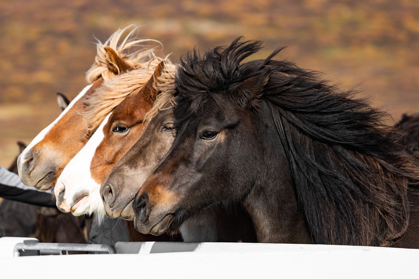 „And when the night is cloudy there is still a light that shines on me“. 
(The Beatles, Let it be)

📸: @horses_and_lights 

#miia #islandpferde #icelandics #icelandichorses #isländer #horsesoficeland #horsesofinstagram #instahorse #icelandichorsesofinstagram  #horsescomefirst #horselove #motivational #motivationforyourday #horsephotography #pferdefotografie #horsephotographer #pferdefoto #horsepic #iceland #beautiful #positivity #positiv #pferdeliebe #goodquote #inspirational #inspo #horseinspiration #loveyourlife