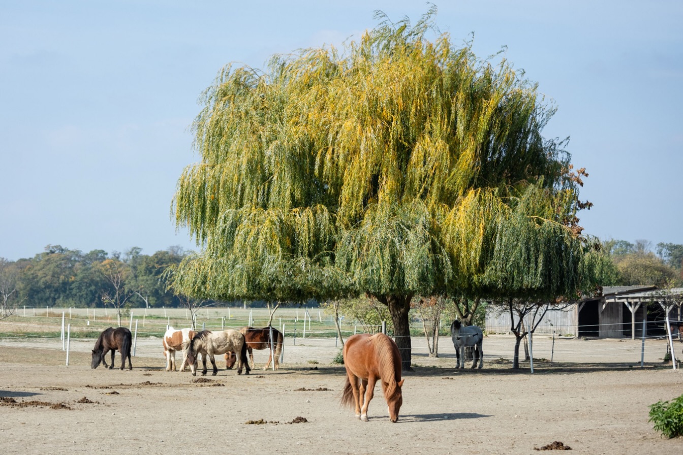 Autumn is a second spring when every leaf is a flower. (Albert Camus) 🍂

It might not be a popular opinion, but I love the colourful days of October. And as the cherry on top some Icelandic Horses around me. I actually don‘t need much more to be happy. 🍂❤️

📸: @horses_and_lights (thank you so much 🙏) 

#islandpferde #icelandichorses #autumnvibes #horsephotography #horselove