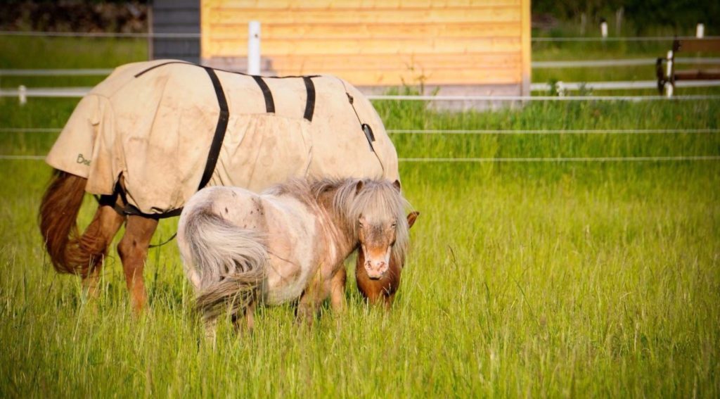 Ein Falabella unter Isländern miia.at Ein Falabella unter Isländern miia.at