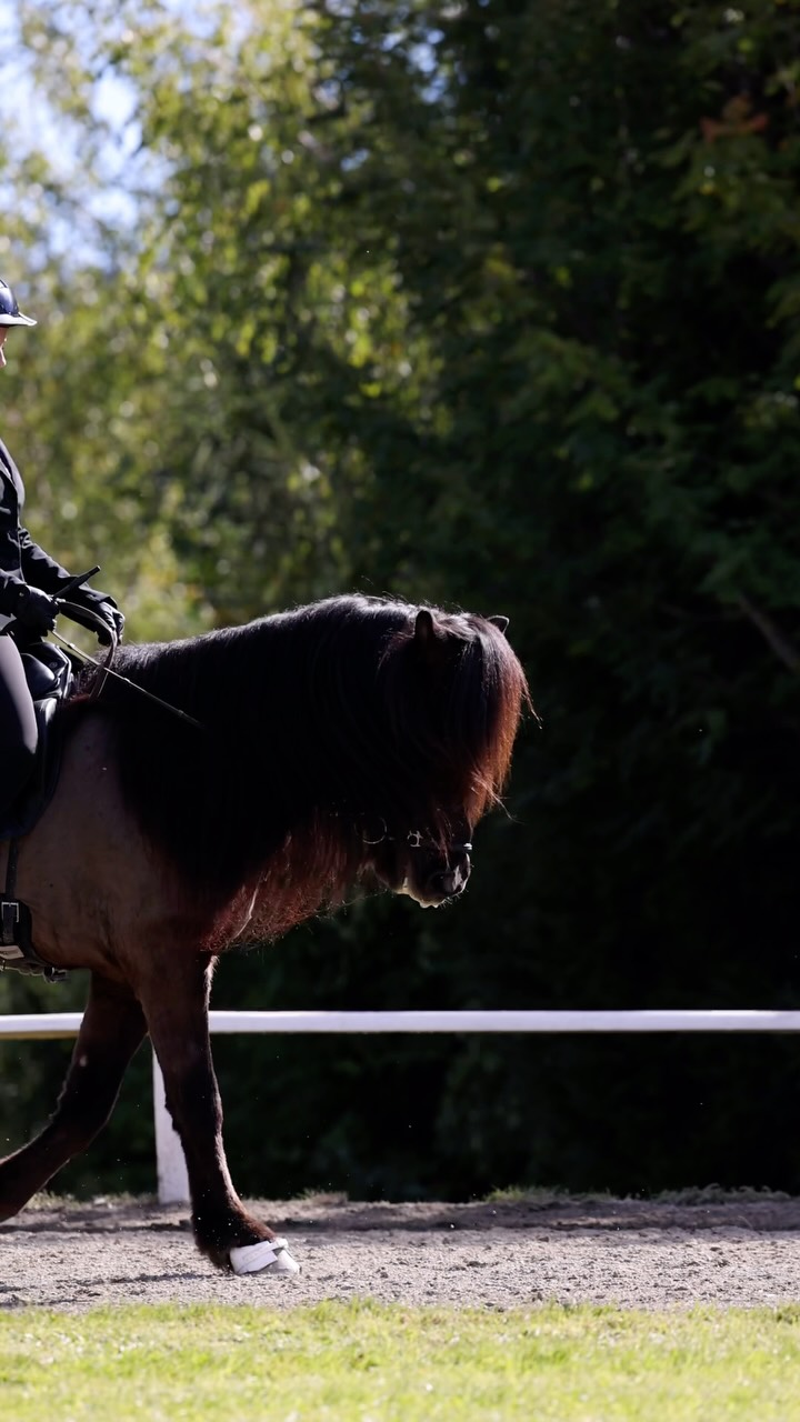 Moments. 

Captured yesterday at Islandpferde @piethoyos in Styria 🍀 by 📸 @anika_neugebauer_fotografie 🥰❤️ 

Godd luck to all the riders and horses today! It’s Final day! 

Starring: Paula Eder & Skemill frá Hólsbakka 

#islandpferde #icelandichorses #competition #horsevideo #endofsummer