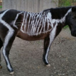 halloweenhorse2