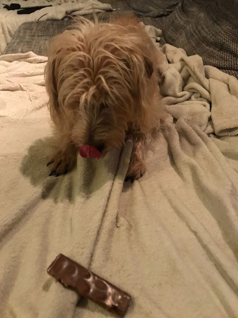 Fidel erklärt Die Kolik beim Islandpferd (part 1) miia.at