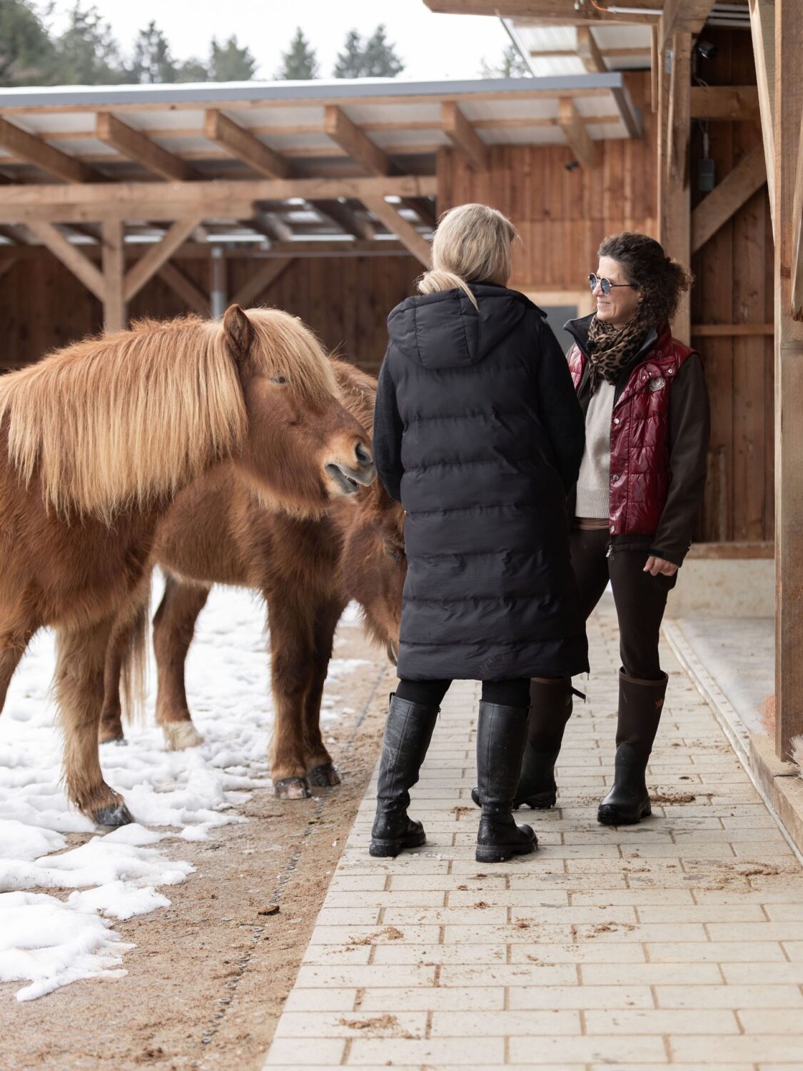 „Hättest du mich im Februar 2020 gefragt, ob ich irgendwo ins Nirgendwo ziehe, hätt ich gesagt, bevor ich das mach, zieh ich nach New York City. Aber jetzt bin ich so glücklich hier, ich kann’ s euch gar nicht sagen.“ (@mindful_susi) ❤️

„ Sag‘s miia“ - der Podcast über Islandpferde in Österreich 🇦🇹. Morgen gibt‘s eine neue Episode - über Susis wunderschönes (aber nicht immer leichtes) Leben in der Steiermark mit ihren drei Islandpferden. 

📸: @saendras.at 

English: 
“If you’d asked me back in February 2020 whether I’d move to the middle of nowhere, I’d have said, ‘Before I do that, I’d move to New York City.’ But now I’m so happy here, I can’t even tell you.” (@mindful_susi) ❤️

“Sag’s miia” – the podcast about Icelandic horses in Austria 🇦🇹. There’s a new episode tomorrow – about Susi’s wonderful (but not always easy) life in Styria with her three Icelandic horses. 

#icelandichorses #islandpferde #islandpferdeinösterreich #horselove #horsesathome