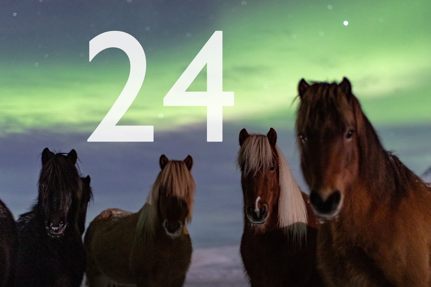 Merry Christmas to all of you. ❤️
Frohe Weihnachten. 🌲
Gleðileg jól.🎄🤶

Link in Bio and today‘s story! 

📸: @horses_and_lights 

#letztesfensterl #christmas #islandpferde #icelandichorses #dankbar