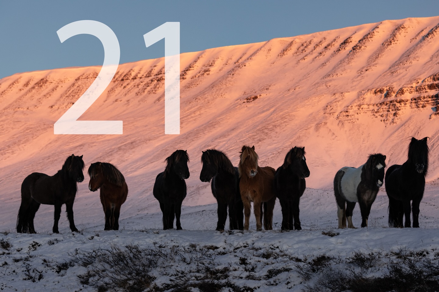 Only three days until Christmas! 🎄💫⭐️

Today’s thank you is sent to all of you by Henning from @eyja.live . A thank you that I can only echo. Without you great and passionate Icelandic Horses‘ fans, none of what we do would be possible. 🥰🥳

Link in Bio and today‘s story 🥰. 

📸: @horses_and_lights 

#thankyou #islandpferde #icelandichorses #adventkalender #horsesoficeland