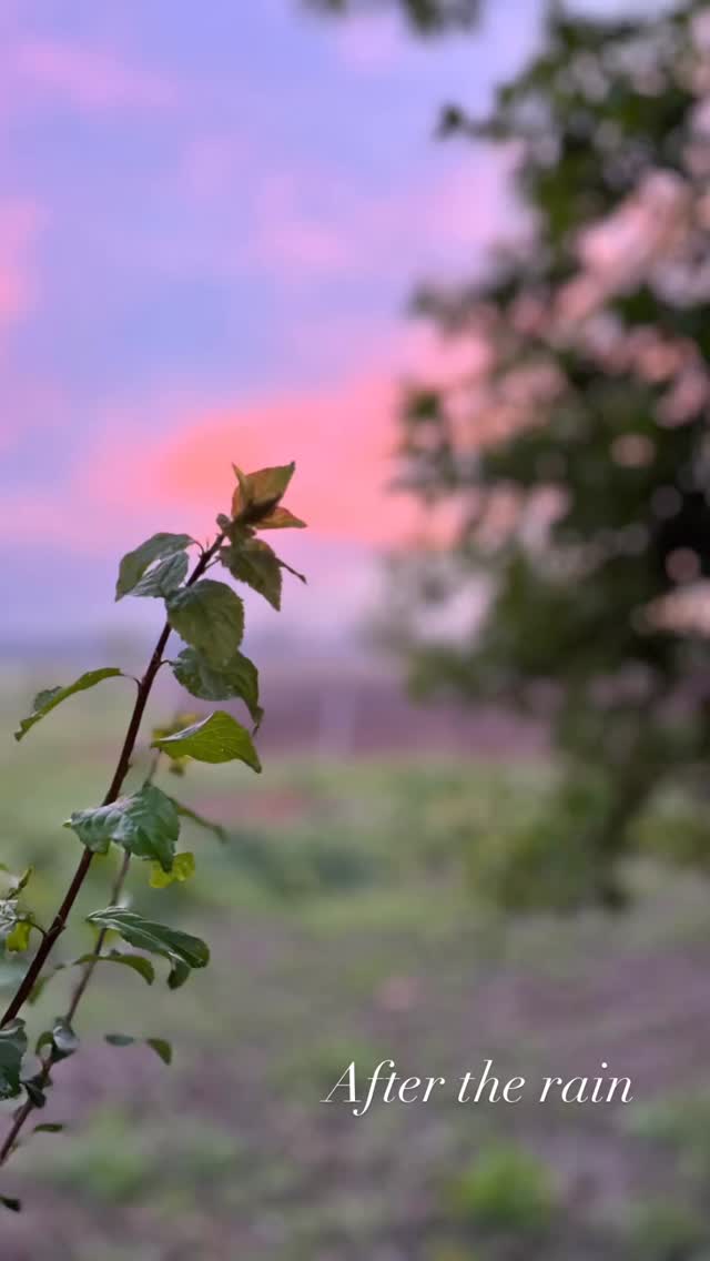 my:meditation … miia:meditation … monday:meditation? 🌿

Whatever I call it, I love these quiet moments in the stable. 
Yesterday - after the April-rain. 🙏🌷

#islandpferde #icelandichorses #stablestories #horselove #horselife