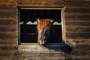 Gesunde Pferde_Foto Nicole Heiling Photography