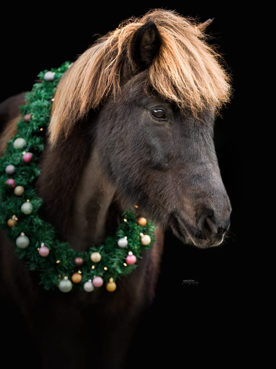 💫 Merry Christmas once again! 💫

After the hustle and bustle of the last weeks, it’s time for quiet days, if you ask me. 🤗 I‘m going to spend them with family and horses and horses and family … 🥰

All the best to all of you! 

📸: @saendras.at 

#islandpferde #icelandichorses #isländer #horsephotography #horselove