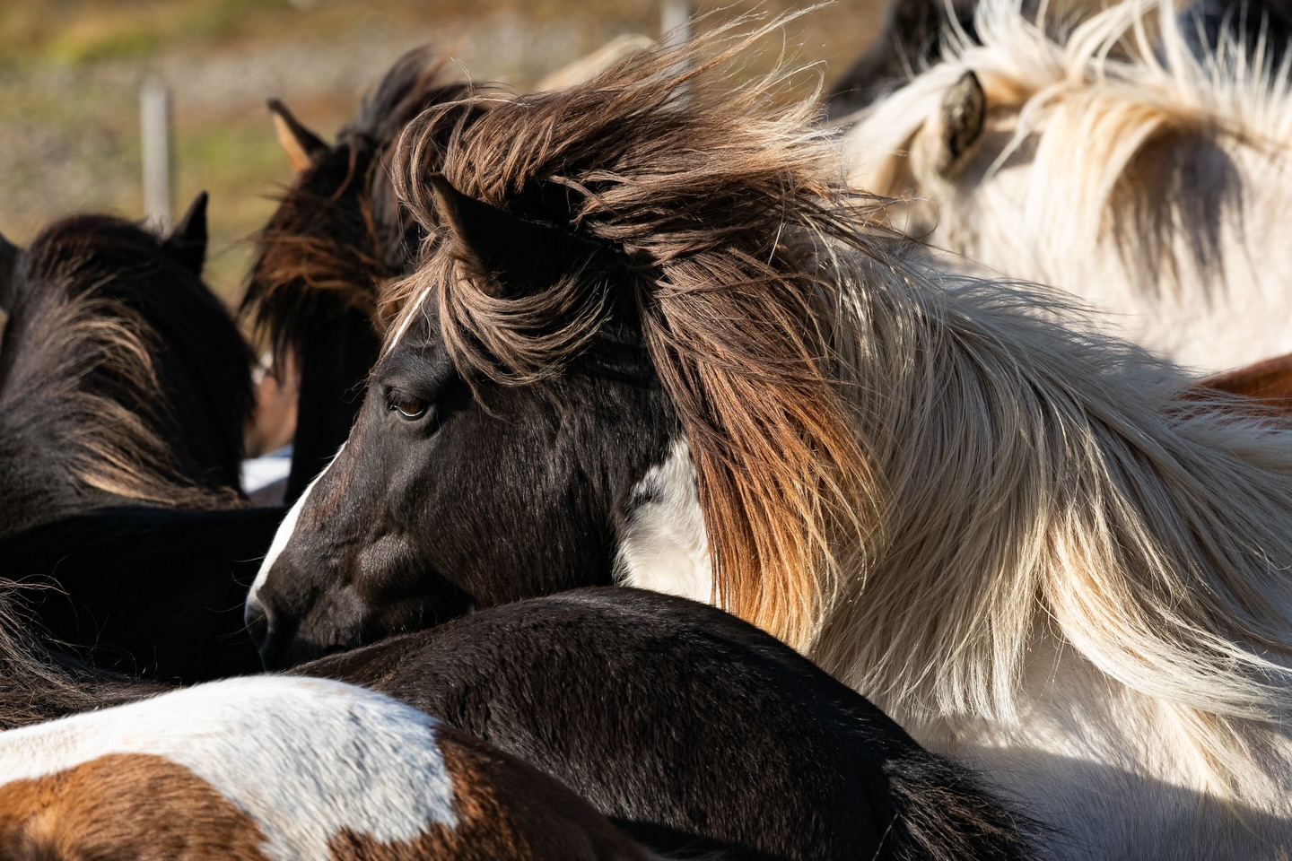 „The promise of spring‘s arrival is enough to get anyone through the bitter winter“ (Jen Selinski) ❤️

Spring has definitely arrived here in Austria 🇦🇹🌷(even if it’s still a bit chilly). This time of the year can be quite tricky for our Icelandic horses! 
I had a chat about this topic with Barbara Dock @pferdemedizin_dockvet who, as a specialist equine vet, knows a great deal about what we need to have in mind with our Icelandic horses in springtime. You can find my podcast ‘Sag’s miia’ (in German language) on Spotify and Apple Podcasts! 
Link in Story! 🥰

📸: @nicoleheilingphotography 

#sagsmiia #islandpferde #icelandichorses #podcast #horselove