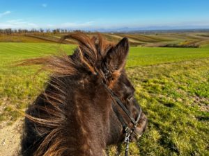 Drifandi beim Ausreiten