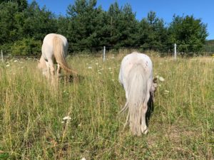 Sommerweide in Lengenfeld