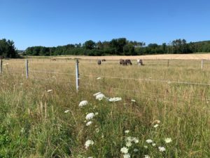 Sommerweide in Lengenfeld