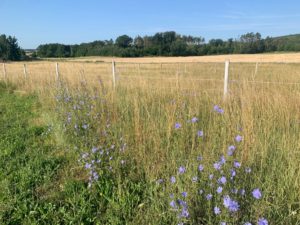 Sommerweide in Lengenfeld