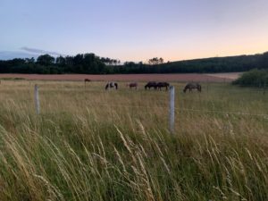 Sommerweide in Lengenfeld