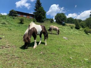 Sommerweide am Kirchnerhof