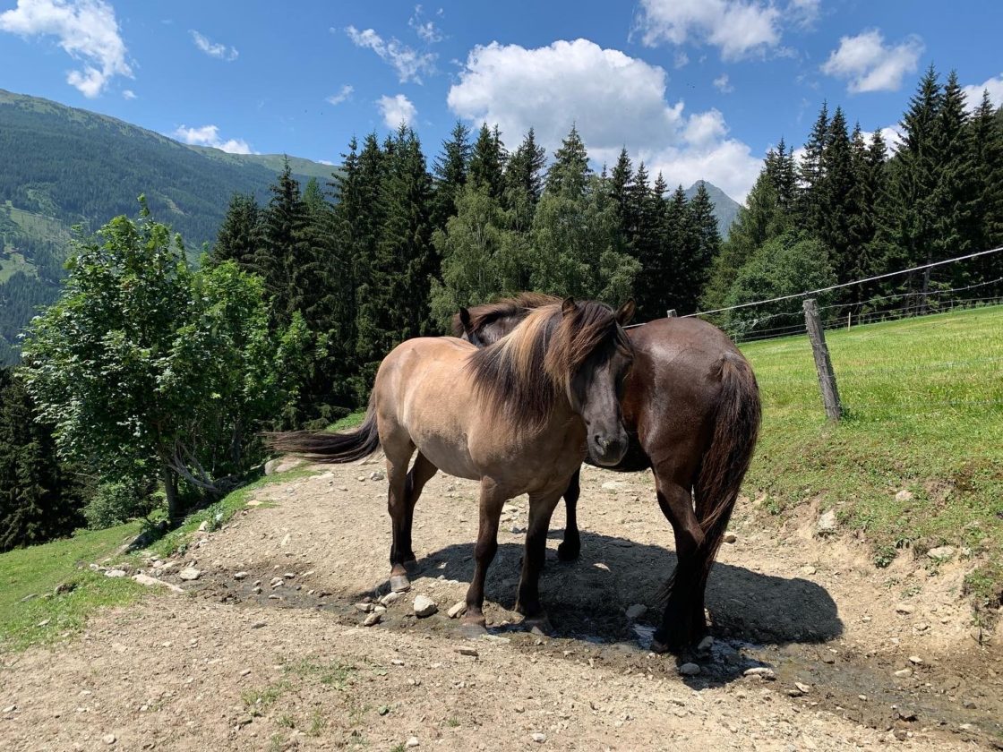 Sommerweide am Kirchnerhof