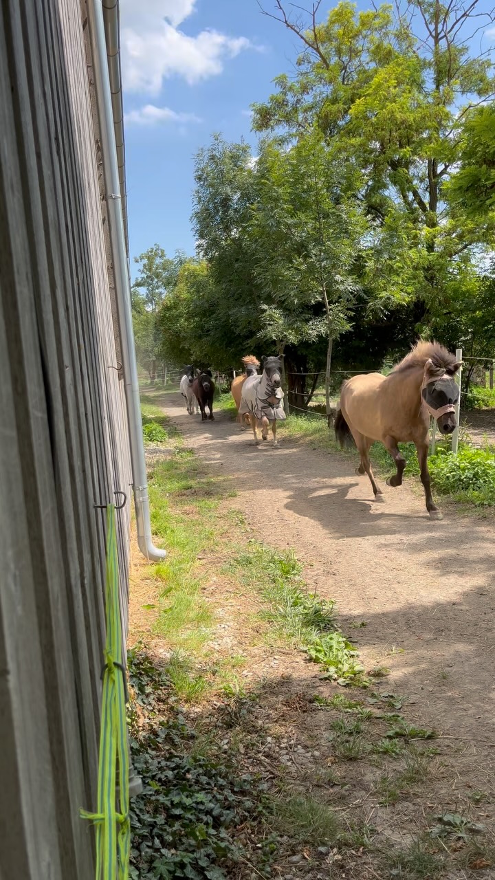 Lunchbreak at the stable 🇮🇸❤️

#miia #islandpferde #icelandics #icelandichorses #isländer #horsesoficeland #horsesofinstagram #instahorse #icelandichorsesofinstagram  #horsescomefirst #horselove #motivational #motivationforyourday #horsephotography #pferdefotografie #horsephotographer #pferdefoto #horsepic #iceland #beautiful #positivity #positiv #pferdeliebe #goodquote #inspirational #inspo #horseinspiration #loveyourlife