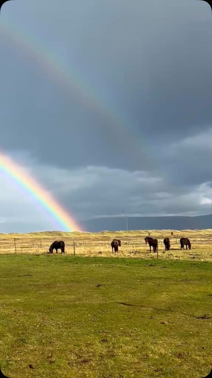 Meanwhile in Iceland 🇮🇸🤗. Noooooo, I‘m not jealous, I‘m not jealous, I‘m not jealous 😅😅! 

Thank you, Xandl, for the video! Enjoy beautiful Iceland 🇮🇸

📸: @alexander_sgustav_islandpferde 

#iceland #icelandichorses #island #rainbow #regenbogen