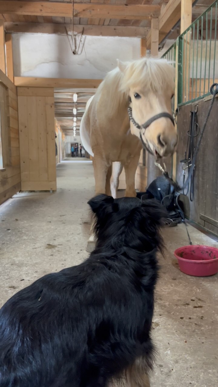 Óþreyjas weird way of sharing. And caring ❤️

#miia #islandpferde #icelandics #icelandichorses #isländer #horsesoficeland #horsesofinstagram #instahorse #icelandichorsesofinstagram  #horsescomefirst #horselove #motivational #motivationforyourday #horsephotography #pferdefotografie #horsephotographer #pferdefoto #horsepic #iceland #beautiful #positivity #positiv #pferdeliebe #goodquote #inspirational #inspo #horseinspiration #loveyourlife