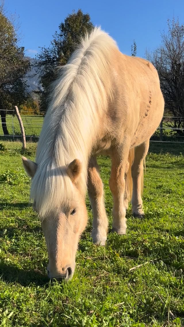 My favourite kind of meditation. I could watch them for hours 🧘‍♀️🍂. 

Spent a beautiful day @goisern_isi. 
Stay tuned for more! 🥰

#miia #islandpferde #icelandics #icelandichorses #isländer #horsesoficeland #horsesofinstagram #instahorse #icelandichorsesofinstagram  #horsescomefirst #horselove #motivational #motivationforyourday #horsephotography #pferdefotografie #horsephotographer #pferdefoto #horsepic #iceland #beautiful #positivity #positiv #pferdeliebe #goodquote #inspirational #inspo #horseinspiration #loveyourlife
