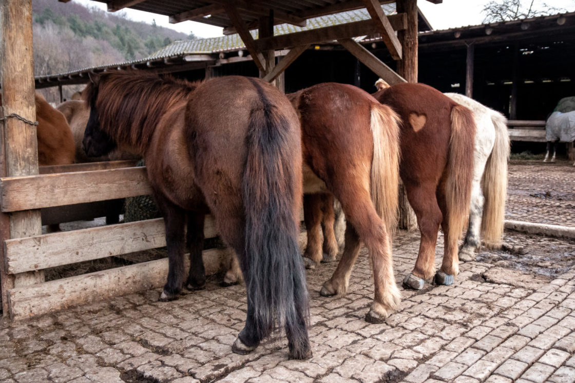 Pferde im Reitstall Mileder