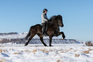 Barbara Wenzl beim Reiten_Foto von Nicole Heiling