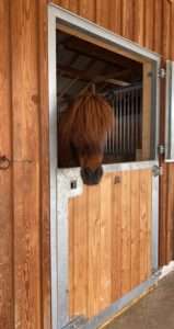 Stoni in der Box