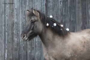 Islandpferd mit Weihnachtsschmuck_by Sandra Koblbauer