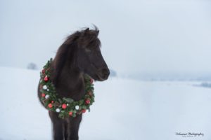 Islandpferd mit Weihnachtsschmuck_von Sandra Koblbauer
