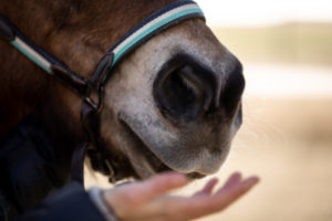 Funi_Foto von Sandra Tögel Fotografie