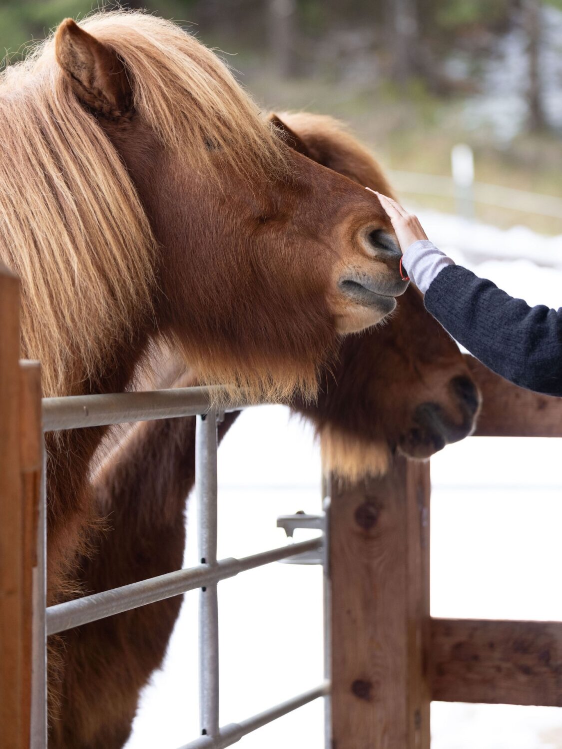 „The world is full of beautiful places. Let your heart be one of them“. (Jenim Dibie) ❤️

And also our Icelandic Horses World is full of beautiful places. I had the chance to again visit some of them. And I‘ve learnt a lot in every place I’ve been. About dedication, about passion, about the love for horses – but also about life’s struggles, about challenges, about things that helped people grow.

Stay tuned! A new podcast episode is in the making! 🥰

📸: @saendras.at 

#islandpferde #icelandichorses #islandpferdeinösterreich #podcastabouthorses #horselove