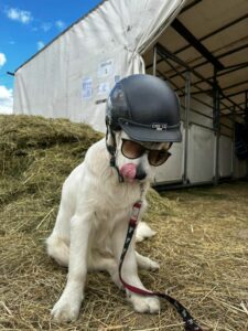 Hündin Nala beim Turnier