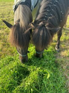 Zwei Pferde fressen miteinander auf dem Paddock