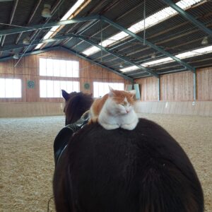 Kolfreyja in der halle mit Katze auf der Kruppe
