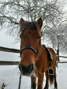 Björt im Winter