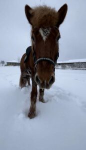 Silfurtoppur im Schnee