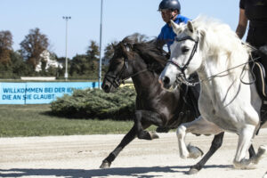 Zwei Islandpferde im Galopp auf der Rennbahn_Foto von Sandra Tögel