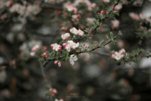 Blütenpracht_Foto von Saendras