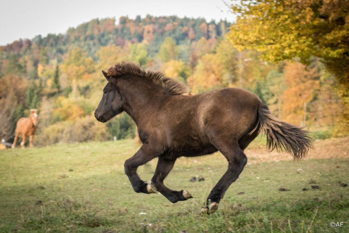 Islandpferd im Herbst_Foto von Andrea Fuchs