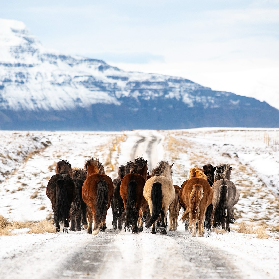 „Some people are always grumbling because roses have thorns, I am thankful that thorns have roses.“ (Alphonse Karr) ❤️

Me too. Always. At least I try. 🥰

📸: @horses_and_lights 

#miia #islandpferde #icelandics #icelandichorses #isländer #horsesoficeland #horsesofinstagram #instahorse #icelandichorsesofinstagram  #horsescomefirst #horselove #motivational #motivationforyourday #horsephotography #pferdefotografie #horsephotographer #pferdefoto #horsepic #iceland #beautiful #positivity #positiv #pferdeliebe #goodquote #inspirational #inspo #horseinspiration #loveyourlife