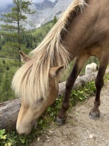 Auf der Alm_Foto von Katharina Brandel