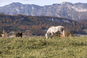 Weiden_Foto von saendras