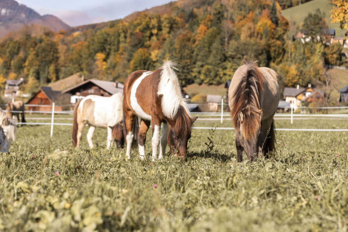 Die Islandpferde vom Salzkammergut