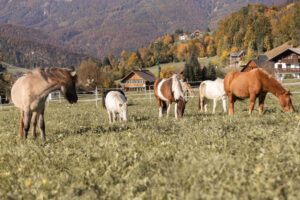Happy horses_Foto saendras