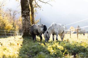 Austrian Ponies_Foto von saendras