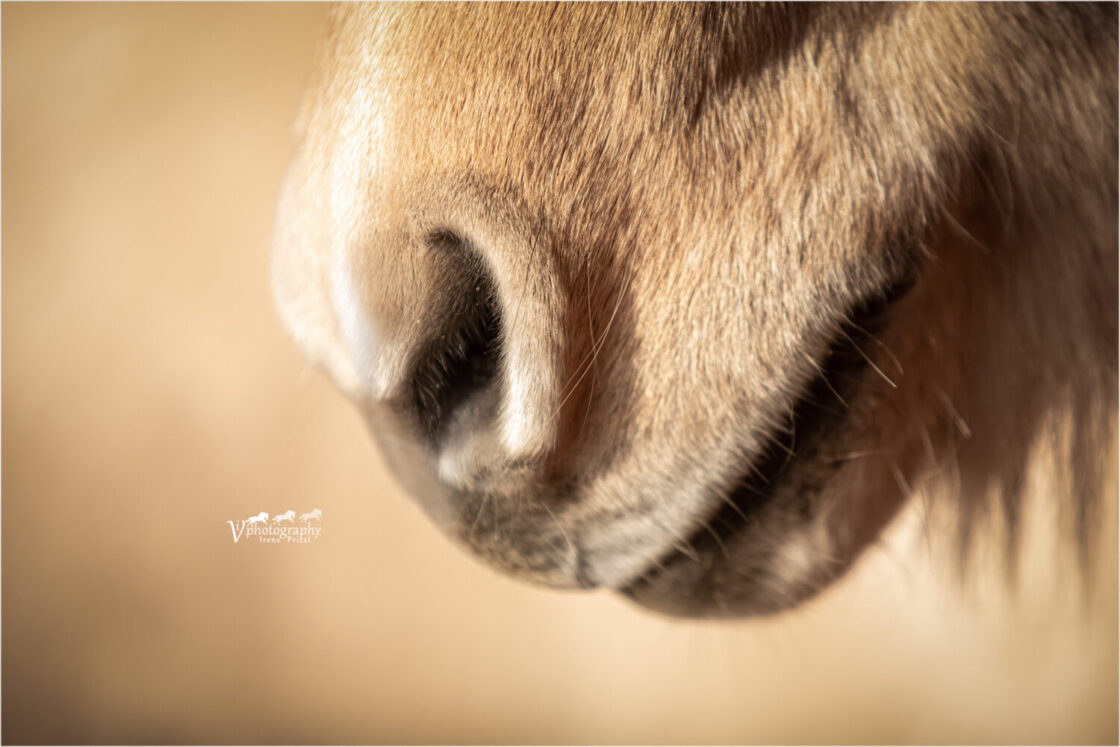 Islandpferd_Foto von VI Photography