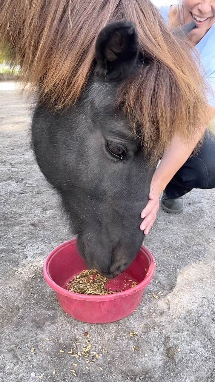 Ad | Werbung | 
I’ve now been feeding my Icelandic horses ‘Premium Minerals’ by @laurelnature for four weeks. 

What can I say so far? They love it! ALL three of them. A natural superfood - carefully produced with a lot of knowledge and care in Austria 🇦🇹 🌿.

If you’d like to find out more, have a look at laurelnature.com! 🌿

#islandpferde #icelandichorses #ergänzungsfuttermittel #madeinaustria