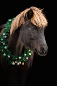 Islandpferd mit Weihnachtskranz_Sandra Tögel