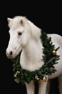 Islandpferd mit Weihnachtskranz_Foto von saendras